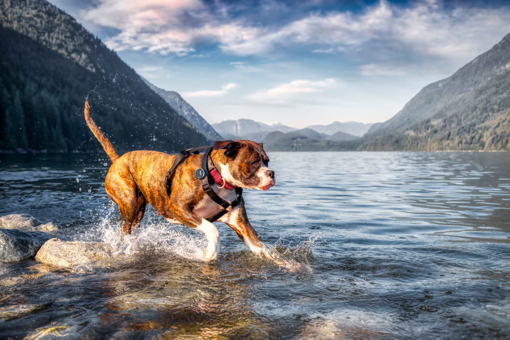 Tracker for Boxer dog breed