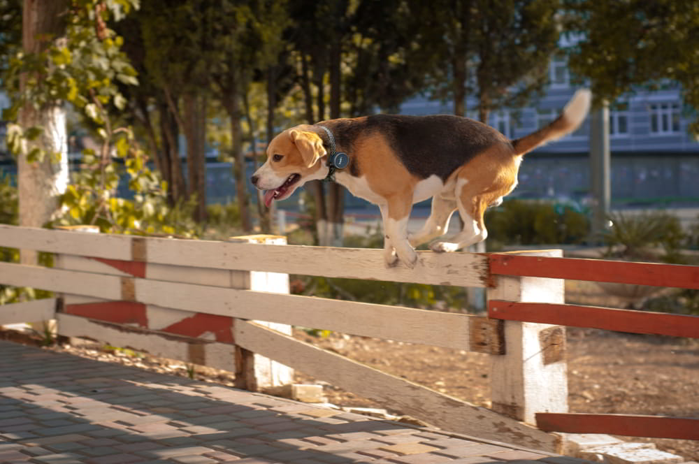 Canine SOS What to Do if Your Dog Gets Lost