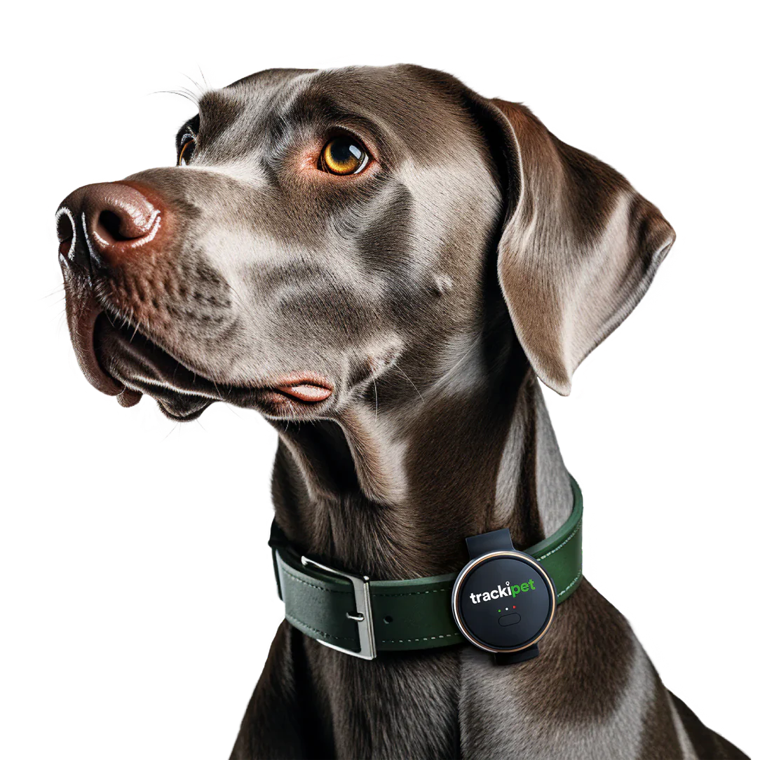 TrackiPet + 3 Months Free Plan