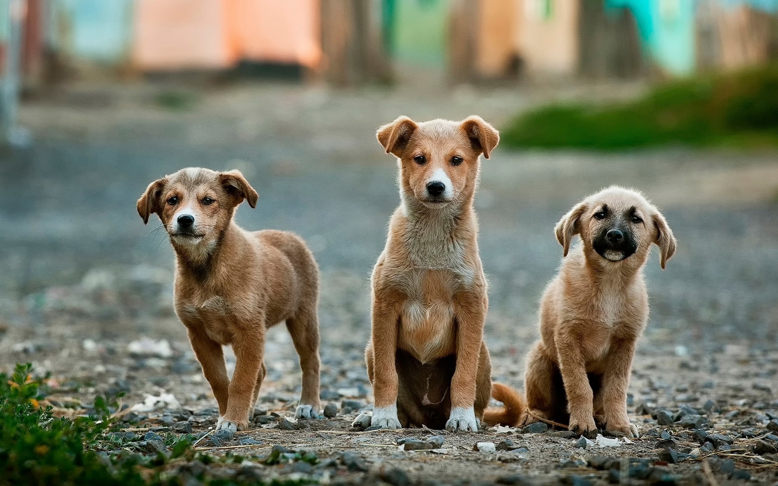 Dog Adoption—Creating a Forever Home