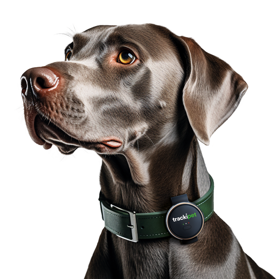 Res pet 2024 tracking system